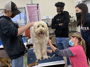 A group of Pet Tech students, all wearing protective face masks and hoodies in dark blues and black, stand around a labradoodle dog, that is standing on a table and being groomed by a teacher who is wearing a blue face mask and pink t-shirt over a blue patterned sweater.