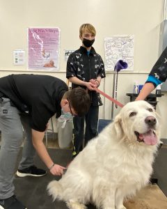 Jason Foster, Pet Tech student, grooming a dog