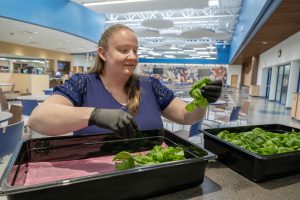 A woman wearing a navy blue top and black latex gloves, is sorting through fresh spinach that is soaking in a black bin. She is moving in from one black bin to another as she inspects it.